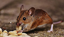 24 Hour & Emergency Exterminators in Granville, ND